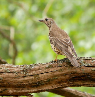 Mistle thrush