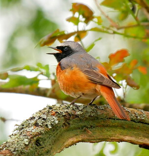 Male redstart in full song
