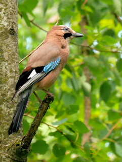 Jay