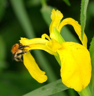 Common carder bumblebee on yellow flag