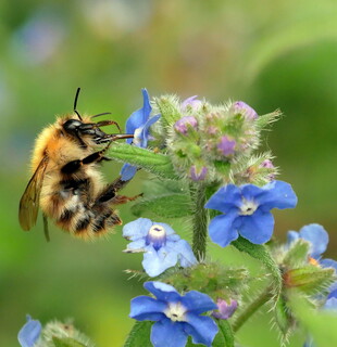 Common carder on alkanet #1