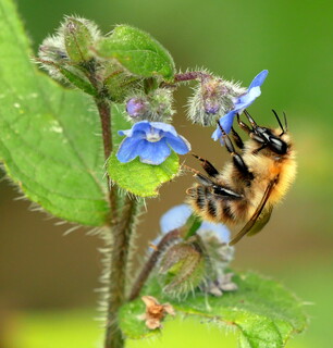 Common carder on alkanet #2