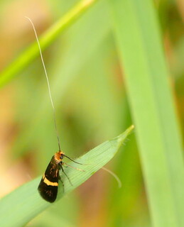 Yellow-barred longhorn moth