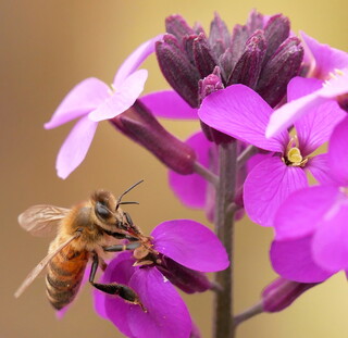 Honeybee on erysimum