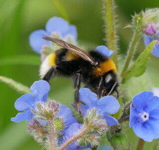Bumblebee on alkanet
