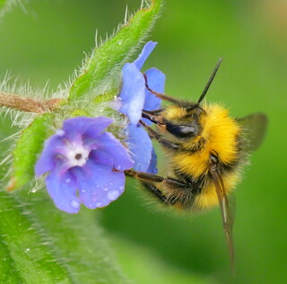 Early bumblebee on alkanet