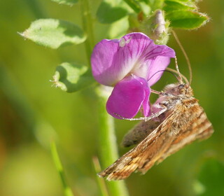 Burnet companion moth