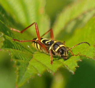 Wasp beetle