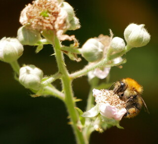 Carder on brambles