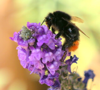 Red tailed bumblebee #1