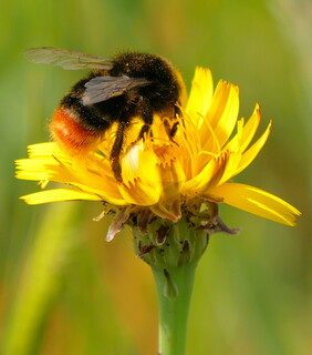 Red-tailed bumblebee #2