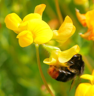 Red-tailed bumblebee #3