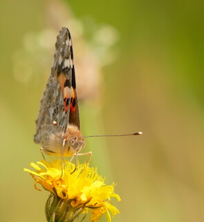 Painted lady on hawkweed
