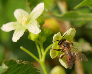 Bryony mining bee #4