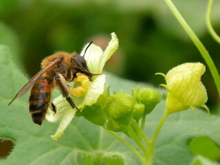 Bryony mining bee #2