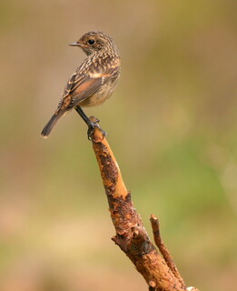 Young stonechat