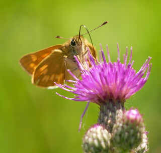 Large skipper
