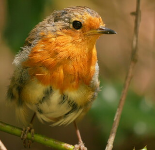 Young robin #1