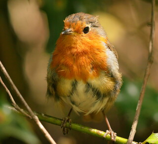 Young robin #2