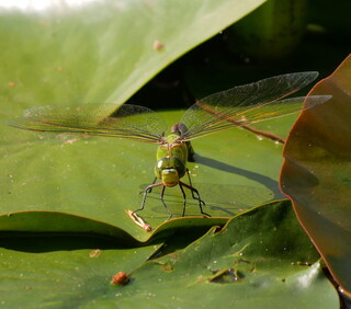Ovipositing emperor dragonfly