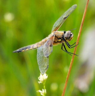 Four-spotted chaser