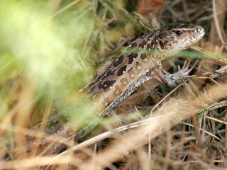 Spotted by a sand lizard
