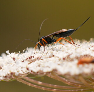 Black slip wasp