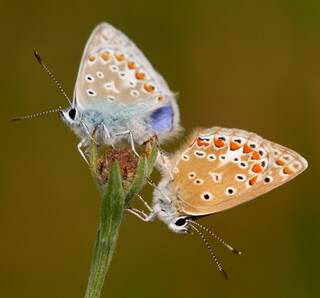 Mating blues