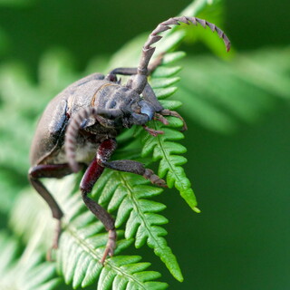 Tanner beetle