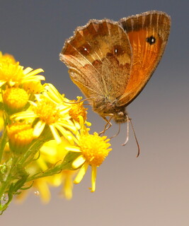 Gatekeeper on ragwort