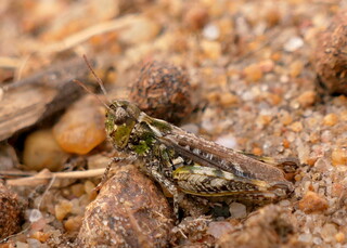 Mottled grasshopper