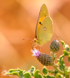Clouded yellow #2