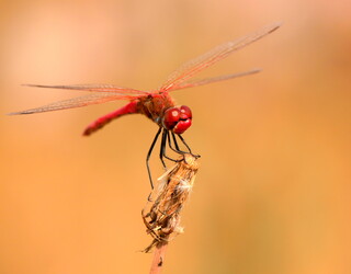 Darter dragonfly