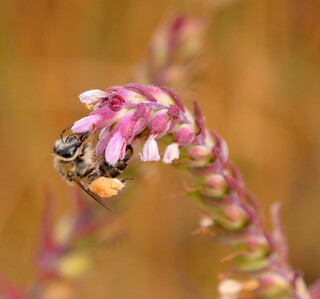 Red bartsia bee