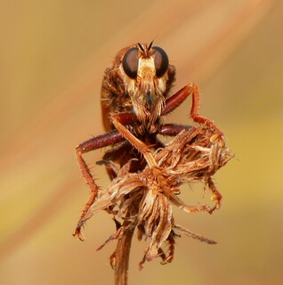 Hornet robberfly #1