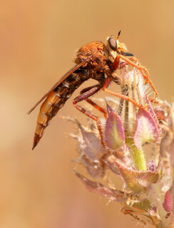 Hornet robberfly #2