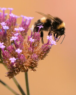 Garden bumblebee