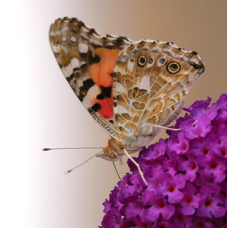 Painted lady