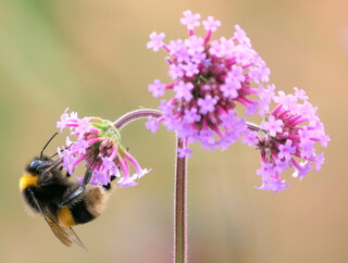 Bumblebee