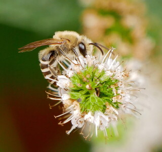 Plasterer bee