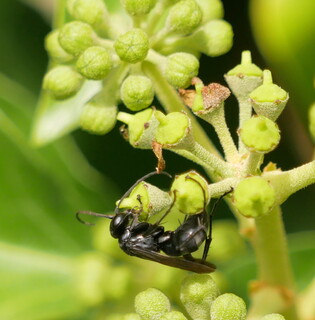 Spider-hunting wasp
