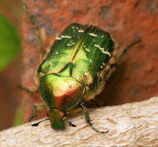 Rose chafer