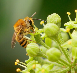 Ivy bee