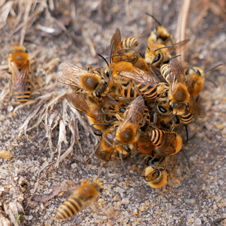 Ivy bee mating ball