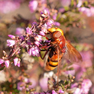 Hornet mimic hoverfly