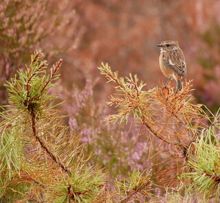 Stonechat