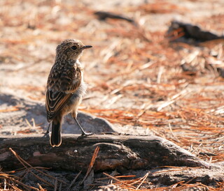 Young stonechat