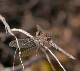 Battered dragonfly