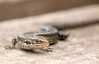 Boardwalk common lizard