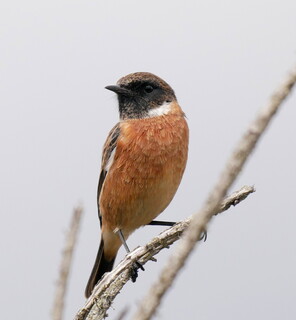 Handsome stonechat